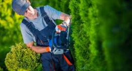 Afbeelding bij Groenvoorziening